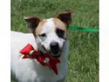 Adopt A1258721 Is in Danger at Coachella a Mastiff Pit Bull Terr