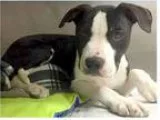 Adopt Mumford a Black - with White Pit Bull Terrier  Mixed dog i
