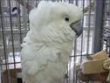 Adopt Dozer a Cockatoo bird in Denver CO (14695826)
