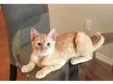Adopt Garrett - KITTEN a Tabby - Orange Domestic Short Hair-oran