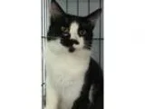 Adopt Dennis a Black and White or Tuxedo Domestic Longhair (long