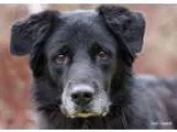 Adopt VADER a Black - with White Labrador Retriever  Border Coll