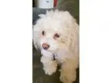 Adopt  PIPER  a White Poodle (Toy or Tea Cup)  Mixed dog in Inla