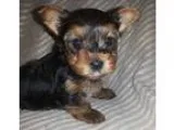 Active Teacup Yorkie Puppies Now Ready To Go