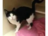 Adopt Farrah a Domestic Short Hair
