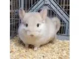 Adopt 4.5 month old goldbar male chinchilla kit (Baby) a Chinchi