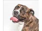 Adopt August a Boxer  Mixed dog in San Luis Obispo CA (15371113)