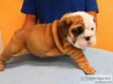 Pnfsd quality english bull dog puppies