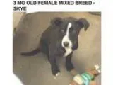 Adopt Skye a Black - with White Labrador Retriever  Mixed dog in