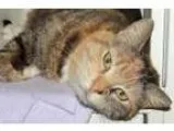 Adopt Pennie a Calico or Dilute Calico Domestic Shorthair  Mixed