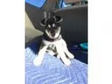 Adopt Bailey (FORT COLLINS) a Black - with Tan Yellow or Fawn Sh