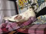 Adopt Freddy wCathy a Pigeon