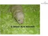 3 Shih Poo - no shed puppies for sale