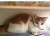 Adopt Caramel (Jeannie s Kittens) a Domestic Long Hair - orange 