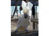 Adopt Tico a Cockatoo bird in Denver CO (14695977)