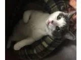 Adopt STANLEY -- COURTESY POST a Domestic Shorthair  Mixed (shor