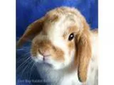 Adopt Flopsy a Mini Lop  Mixed rabbit in Livermore CA (15355564)