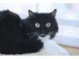 Adopt Zaida (nursing mom) a Domestic Medium Hair-black and white