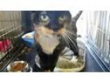 Adopt Leo Anna a Domestic Shorthair  Mixed (short coat) cat in W