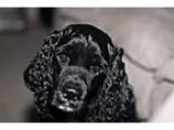 Adopt CHARLIE -- 3 a Black - with White Cocker Spaniel  Mixed do