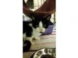 Adopt Baby Wyatt a Domestic Short Hair-black and white