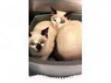 Adopt Simon ( cat on left) a Siamese