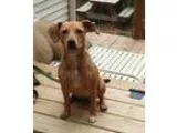 Adopt Lucy Lu a TanYellowFawn - with White Beagle  Retriever (Un