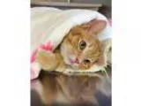 Adopt Kitten Bella a Domestic Short Hair