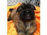 Adopt Eclair a Lhasa Apso Poodle