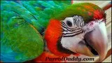 Exotic Harlequin Macaw Handfed Babies for Sale