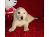 Excellent Golden Retriever Puppies Available