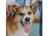 Adopt Loki -- COURTESY POST a TanYellowFawn - with White Shiba I