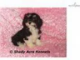 AKC Tassie-GA- We offer delivery