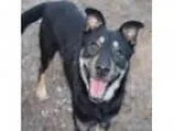 Adopt Einstein a German Shepherd Dog