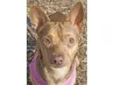 Adopt Skipper a Dachshund