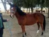 Adopt Sinbad. a Bay Morgan  Mixed horse in Boone CO (15198887)