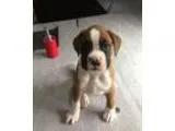 Ambang Boxer puppies available now