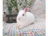 Adopt Leonid a Netherland Dwarf  Mixed rabbit in Livermore CA (1