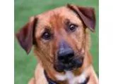 Adopt Toby Lab a Labrador Retriever Shepherd