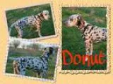 Adopt Donut a Dalmatian