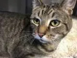 Adopt Calvin - PetValu Voorhees a Tabby - Brown