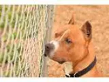 Adopt Diesel a TanYellowFawn - with White Pit Bull Terrier  Mixe