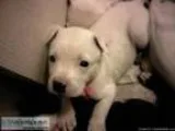 Adopt Rascal a Toy Fox Terrier