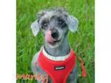 Adopt Marley a GrayBlueSilverSal t and Pepper Poodle (Miniature)