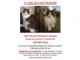 Adopt Lost Cat Madison - courtesy listing a White Domestic Longh