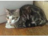 Adopt Sugar (Jeannie s kittens) a Domestic Short Hair
