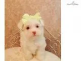 Honey..Sweetheart..W atch My Cute VIDEO