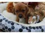 Adopt Abriana-pending a Tricolor (TanBrown and Black and White) 