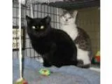 Adopt Brother Kittens a Domestic Short Hair