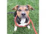 Adopt Diva a Tricolor (TanBrown and Black and White) Beagle  Pug